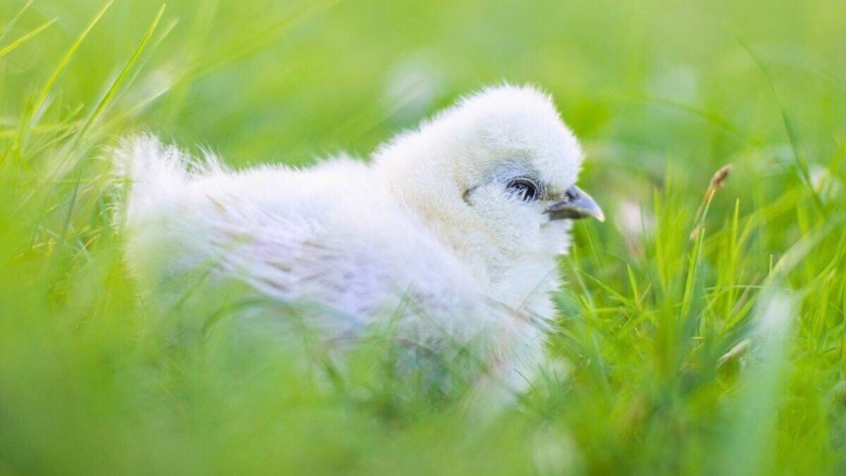 Silkie Chickens Look Fake Until You Touch One 3 Silkie Chickens Look Fake Until You Touch One - Silkie Chicken s2230049311dnoh scaled