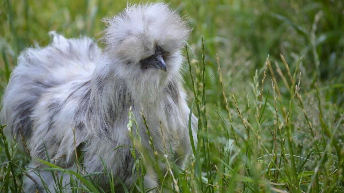 Silkie Chickens Look Fake Until You Touch One 5 Silkie Chickens Look Fake Until You Touch One - Silkie Chicken s2338409959dnoh scaled