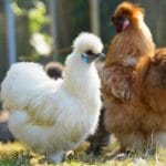 Silkie Chickens Look Fake Until You Touch One 14 Silkie Chickens Look Fake Until You Touch One - Silkie Chicken s2391374023dnoh