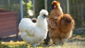 Silkie Chickens Look Fake Until You Touch One 1 Silkie Chickens Look Fake Until You Touch One - Silkie Chicken s2391374023dnoh