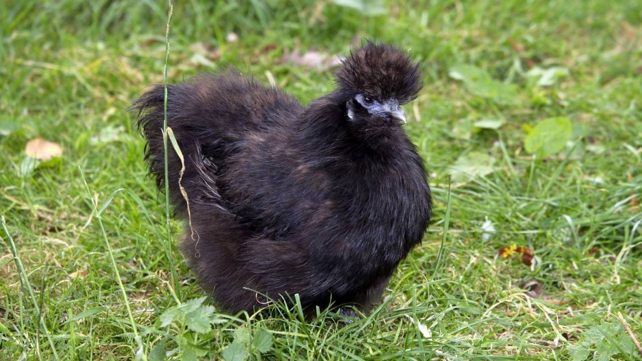 Silkie Chickens Look Fake Until You Touch One 7 Silkie Chickens Look Fake Until You Touch One - blue Silkie Chicken s158969726dnoh