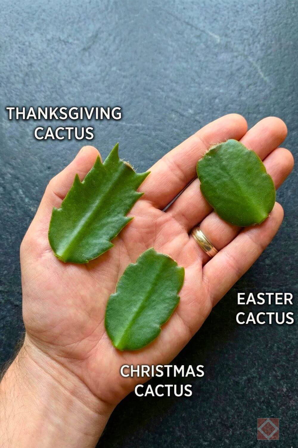 Thanksgiving, Christmas, or Easter Cactus? How Pros Tell the Difference 5 Thanksgiving, Christmas, or Easter Cactus? How Pros Tell the Difference - cactus types