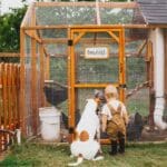 What I Wish Someone Told Me About Raising Chickens for Beginners 15 What I Wish Someone Told Me About Raising Chickens for Beginners - chicken coop dog child s1841213173dnoh