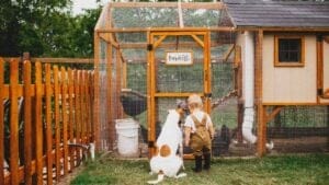 What I Wish Someone Told Me About Raising Chickens for Beginners 1 What I Wish Someone Told Me About Raising Chickens for Beginners - chicken coop dog child s1841213173dnoh