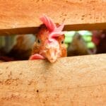 The Herbs I Stopped Using After My Chickens Got Sick 12 The Herbs I Stopped Using After My Chickens Got Sick - chicken s1445271293dnoh