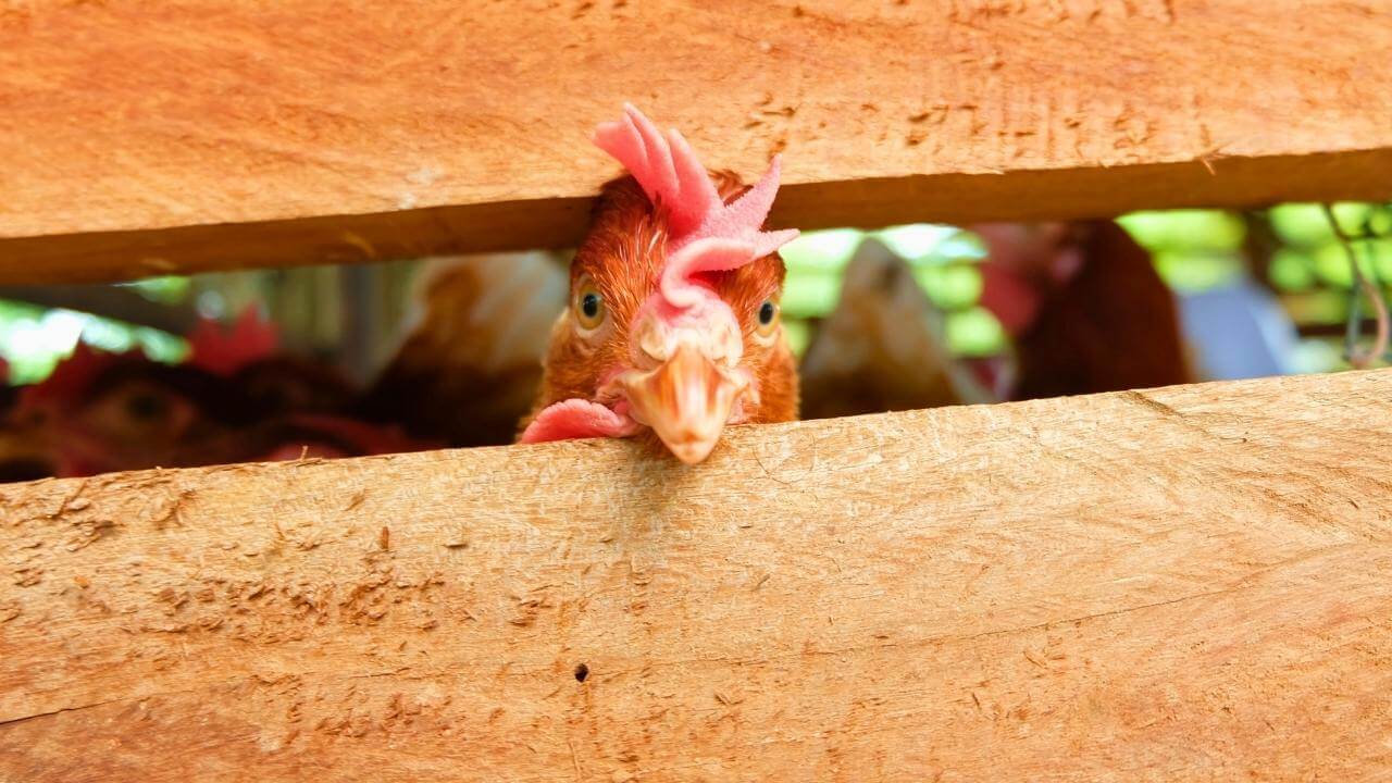 What I Wish Someone Told Me About Raising Chickens for Beginners 12 What I Wish Someone Told Me About Raising Chickens for Beginners - chicken s1445271293dnoh