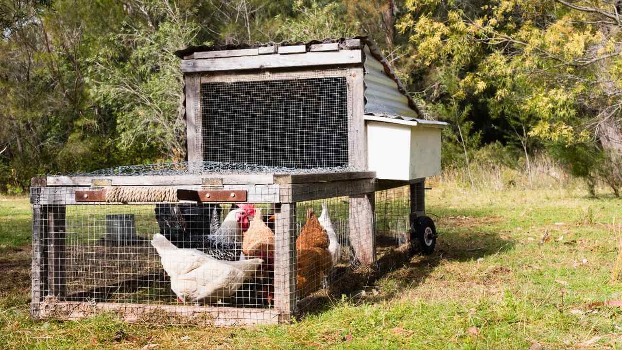 What I Wish Someone Told Me About Raising Chickens for Beginners 10 What I Wish Someone Told Me About Raising Chickens for Beginners - chicken tractor s704869969dnoh