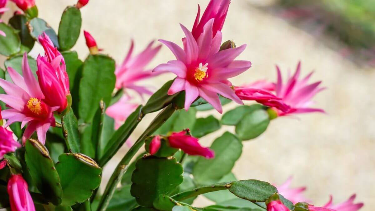 Thanksgiving, Christmas, or Easter Cactus? How Pros Tell the Difference 4 Thanksgiving, Christmas, or Easter Cactus? How Pros Tell the Difference - easter Cactus s1910892595dnoh scaled