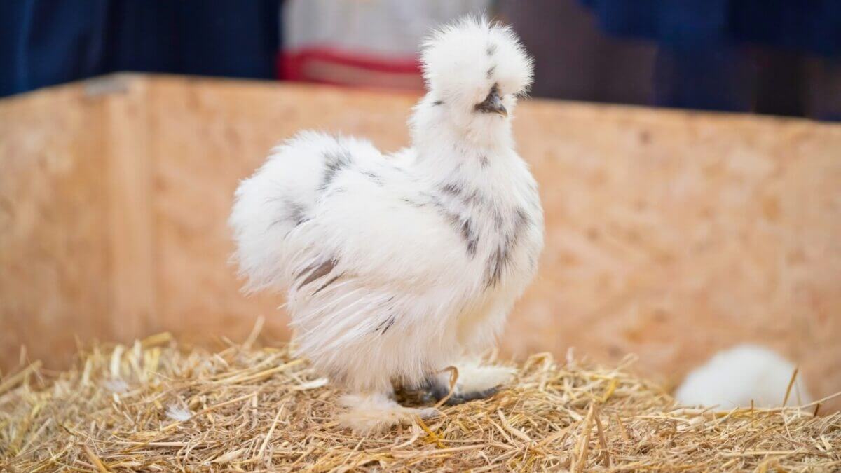 Silkie Chickens Look Fake Until You Touch One 6 Silkie Chickens Look Fake Until You Touch One - splash Silkie Chicken s1827197207dnoh scaled