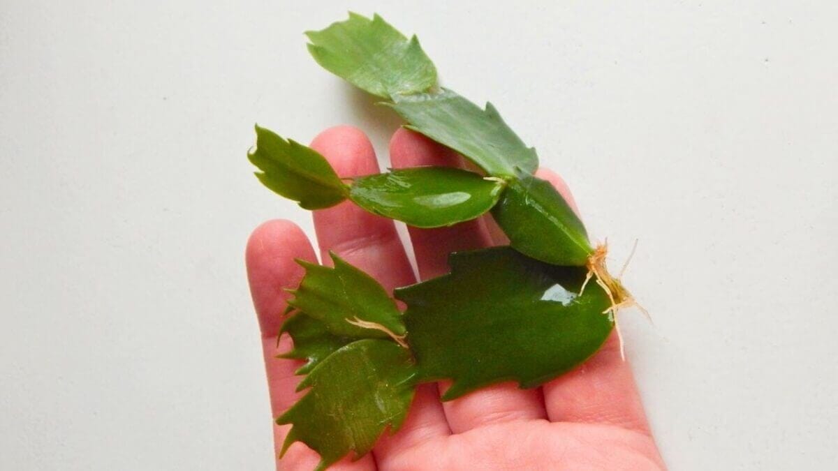 Thanksgiving, Christmas, or Easter Cactus? How Pros Tell the Difference 2 Thanksgiving, Christmas, or Easter Cactus? How Pros Tell the Difference - thanksgiving Cactus s2687850205dnoh scaled