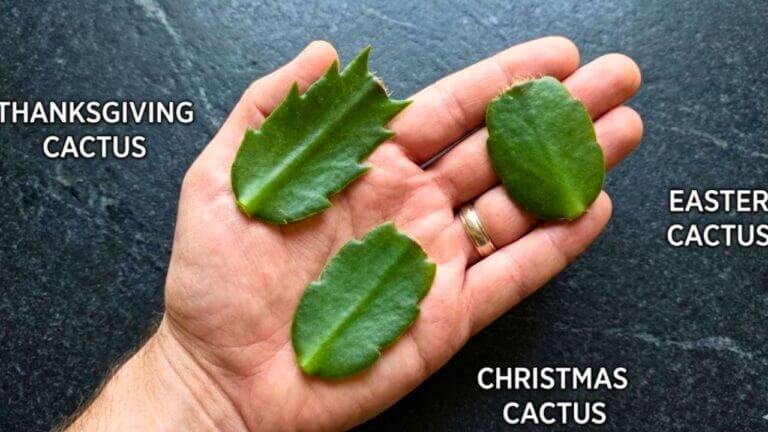 Thanksgiving, Christmas, or Easter Cactus? How Pros Tell the Difference 1 Thanksgiving, Christmas, or Easter Cactus? How Pros Tell the Difference - types of cactus