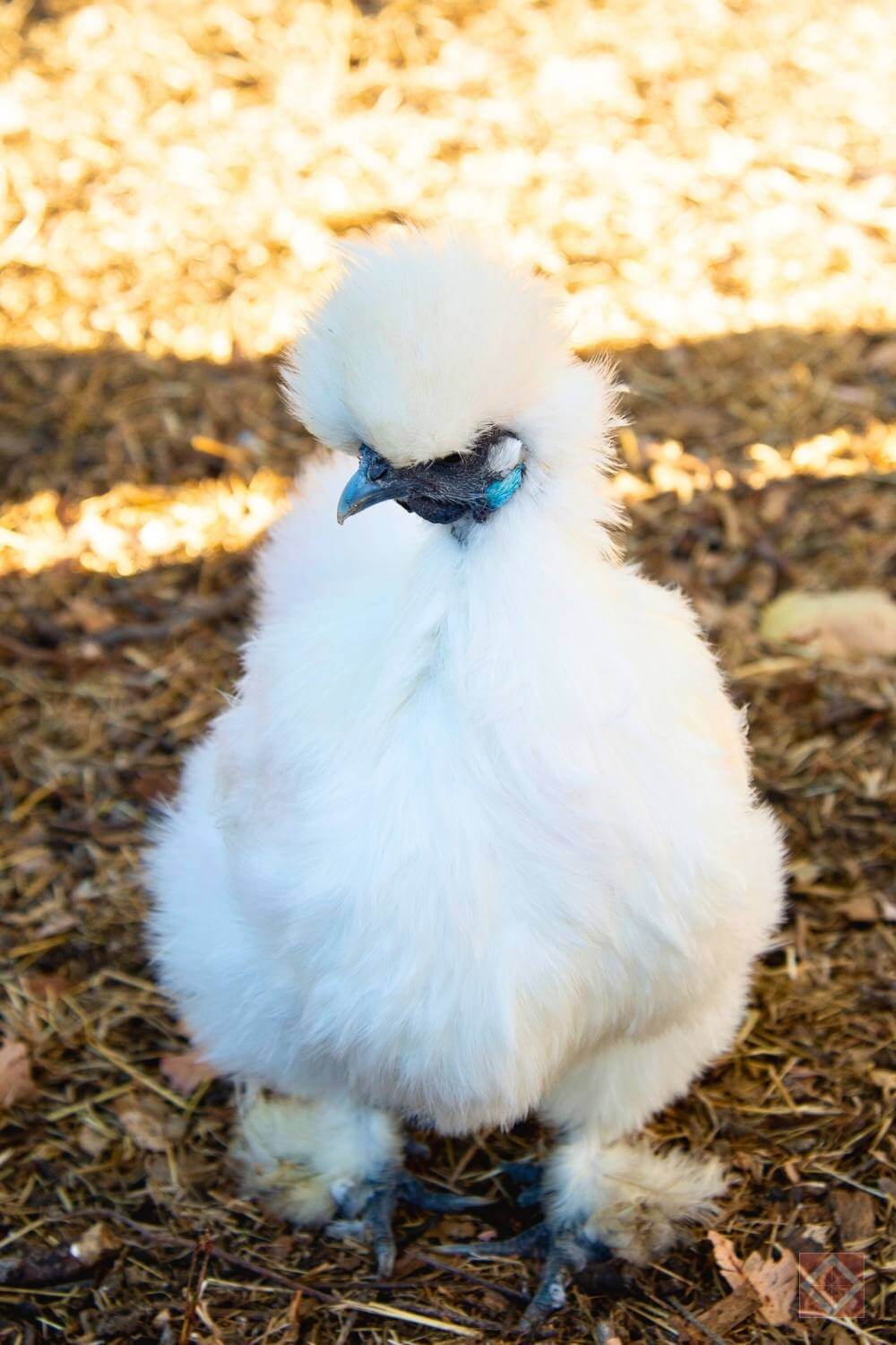 Silkie Chickens Look Fake Until You Touch One 4 Silkie Chickens Look Fake Until You Touch One - white silkie chicken s2131676789dnoh