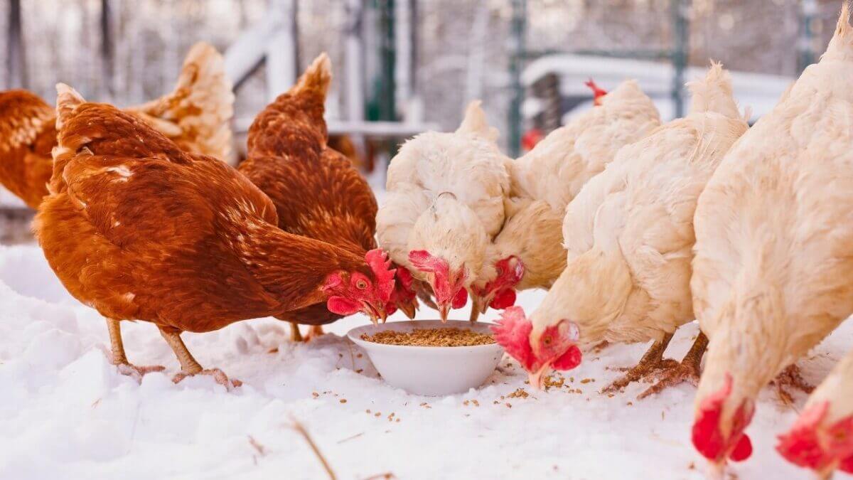 What I Wish Someone Told Me About Raising Chickens for Beginners 8 What I Wish Someone Told Me About Raising Chickens for Beginners - winter coop chicken feed s2427712789dnoh scaled