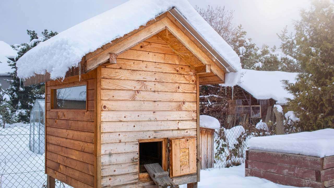 What I Wish Someone Told Me About Raising Chickens for Beginners 7 What I Wish Someone Told Me About Raising Chickens for Beginners - winter coop chicken s2419885501dnoh