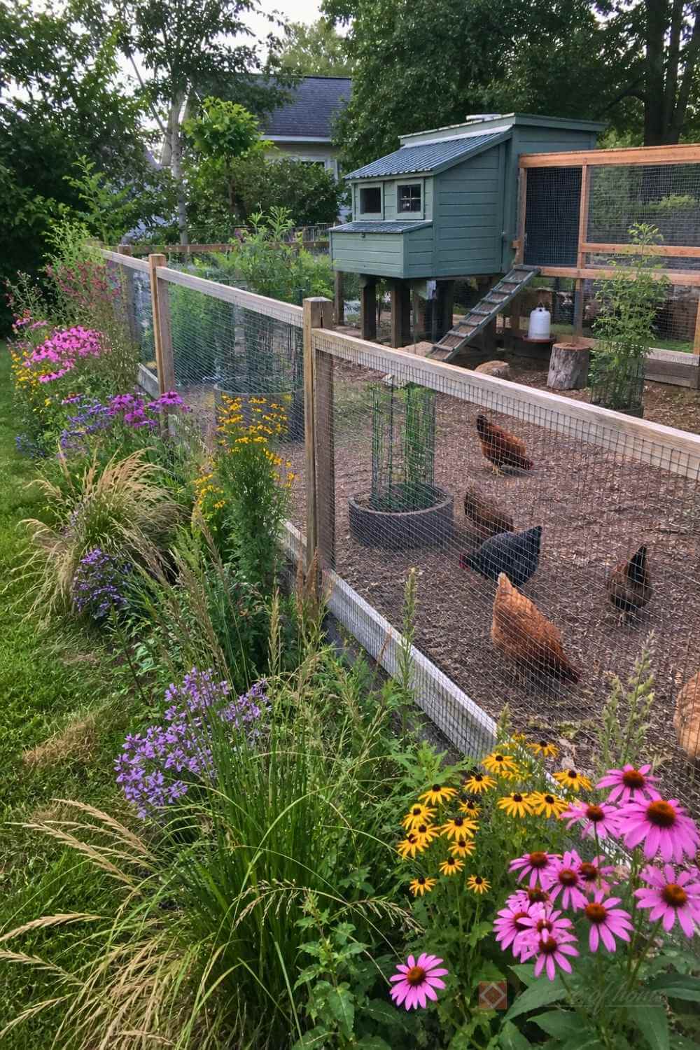 "Chicken-scaping" with Native Wildflowers 2 "Chicken-scaping" with Native Wildflowers - chicken wildflower backyard